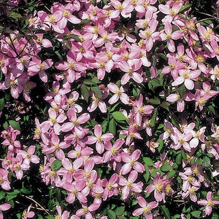 Clematis montana 'Fragrant Spring' -  Bosrank