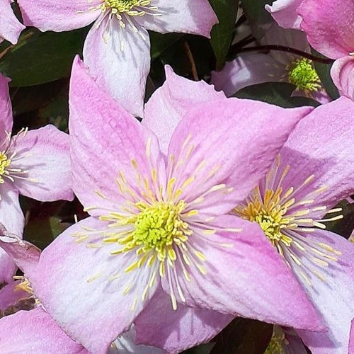 Clematis montana 'Fragrant Spring' -  Bosrank