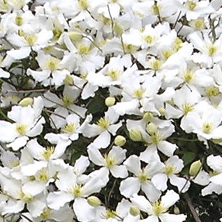Clematis montana 'Grandiflora'