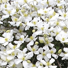 Afbeelding in Gallery-weergave laden, Clematis montana &#39;Grandiflora&#39;
