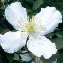 Clematis montana 'Grandiflora'