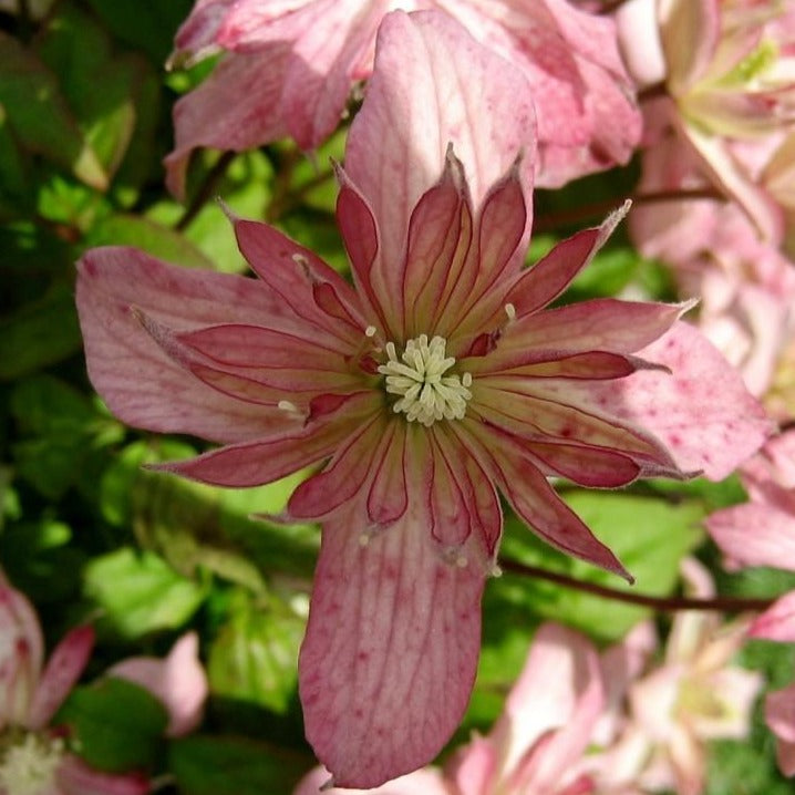 Clematis montana 'Marjorie' - Bosrank