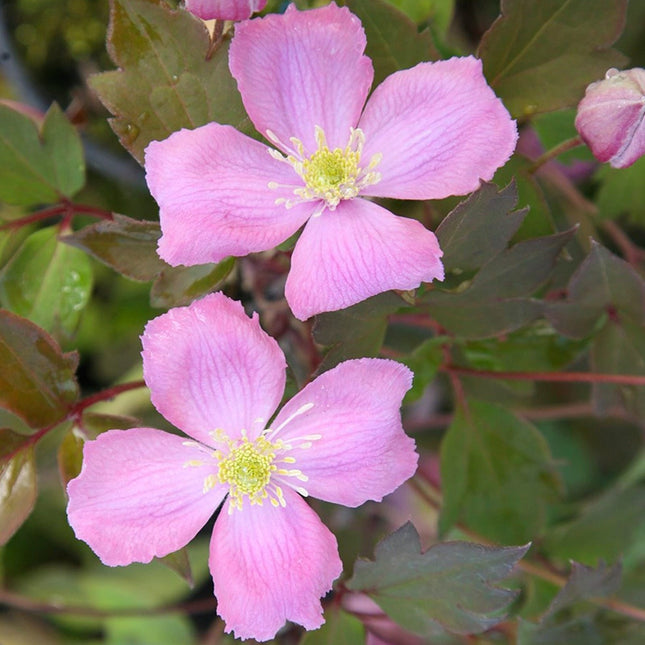 Clematis montana 'Tetrarose' - Bosrank roze