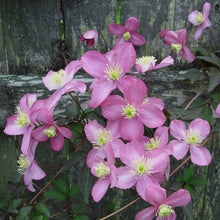 Afbeelding in Gallery-weergave laden, Clematis montana &#39;Tetrarose&#39; - Bosrank roze
