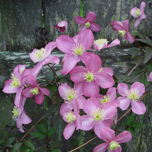 Clematis montana 'Tetrarose' - Bosrank roze