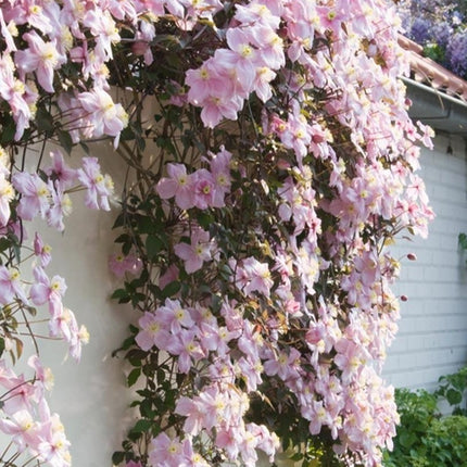 Clematis montana 'mayleen' - bosrank