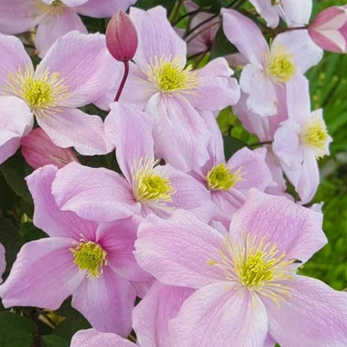 Clematis montana 'mayleen' - bosrank