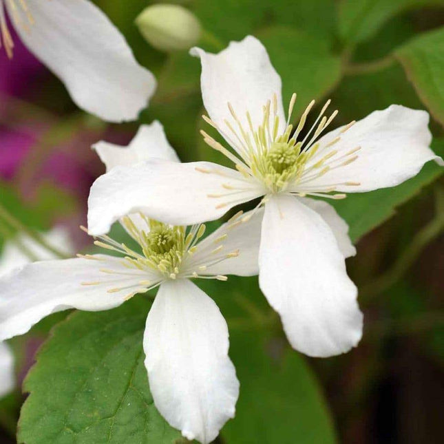 Clematis montana 'wilsonii' - bosrank wit