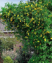 Afbeelding in Gallery-weergave laden, Clematis tangutica Gele bosrank
