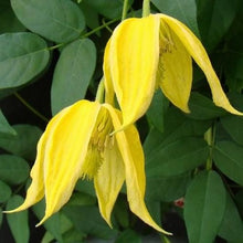 Afbeelding in Gallery-weergave laden, Clematis tangutica Gele bosrank
