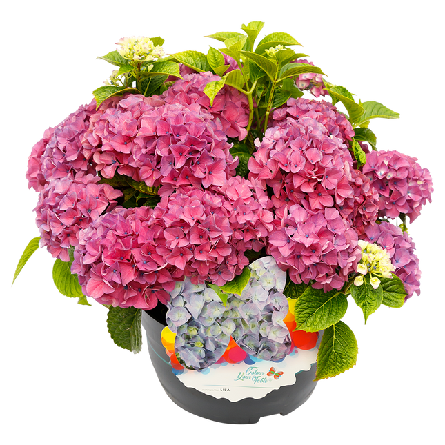 Colour Your Table Hortensia Lila Paars