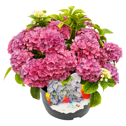 Colour Your Table Hortensia Lila Paars