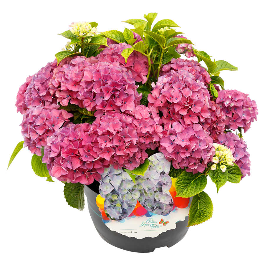 Colour Your Table Hortensia Lila Paars