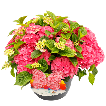 Hydrangea macr. Colour your Table® Roze Hortensia