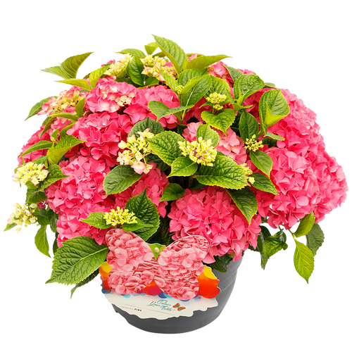 Hydrangea macr. Colour your Table® Roze Hortensia