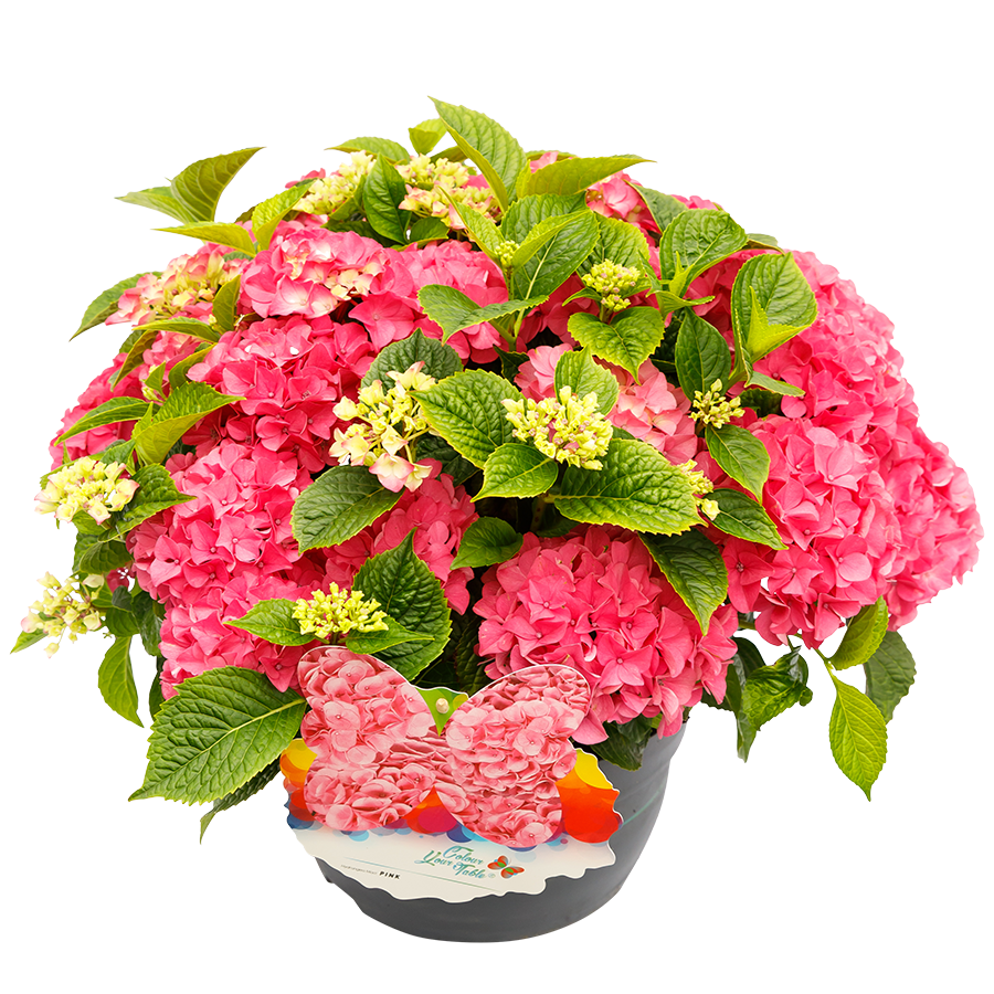 Hydrangea macr. Colour your Table® Roze Hortensia