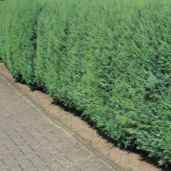 Chamaecyparis lawsoniana 'Columnaris' haag pakket per meter - Tuinplantenloods
