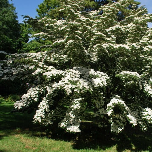 Cornus kousa chinensis