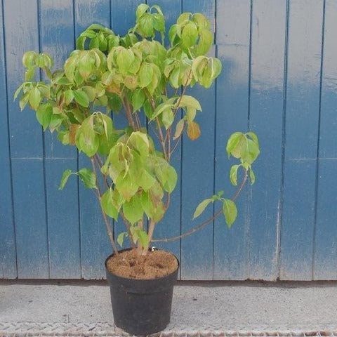 Cornus Kousa chinensis