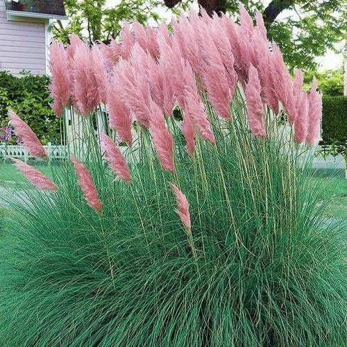 Cortaderia selloana 'Pink Feather' (roze pampasgras) - Tuinplantenloods
