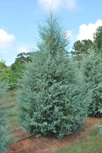 Cupressus ariz. 'Glauca'