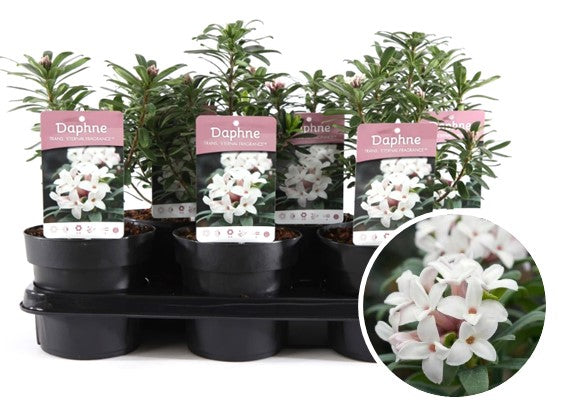 Daphne 'Eternal Fragrance'® - Peperboompje