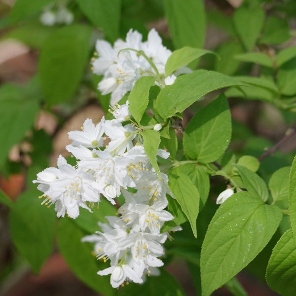 Deutzia gracillis - Bruidsbloem