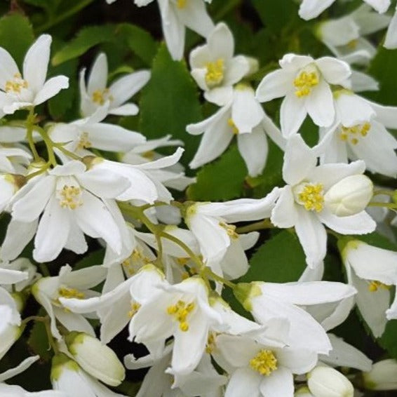 Deutzia gracilis Nikko - Bruidsbloem