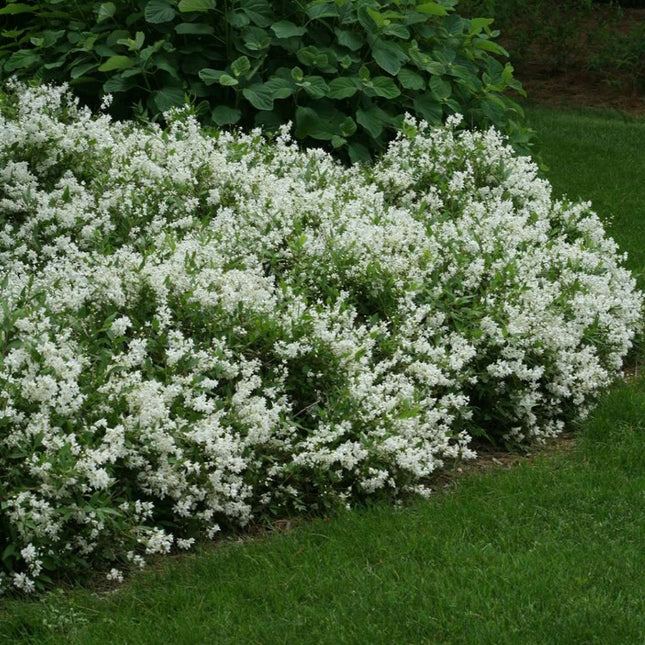 Deutzia gracilis Nikko - Bruidsbloem