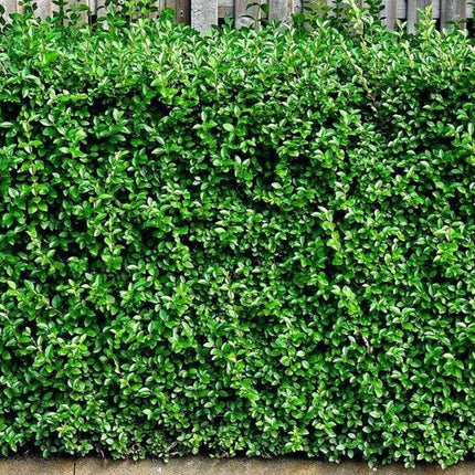 Ligustrum vulgare 'Lodense' - Dwergliguster blote wortel