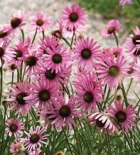 Echinacea p. 'Magnus' - Zonnehoed roze