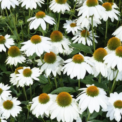 Echinacea Alba - Zonnehoed