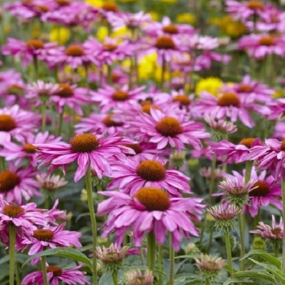 Echinacea purpurea - Zonnehoed mini