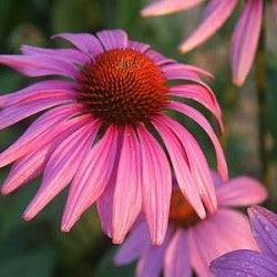 Echinacea purpurea 'Prairie Splendor Deep Rose' - Zonnehoed