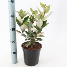 Afbeelding in Gallery-weergave laden, Elaeagnus ebbingei &#39;Compacta&#39; - Olijfwilg
