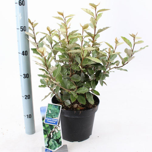 Elaeagnus ebbingei 'Compacta' - Olijfwilg