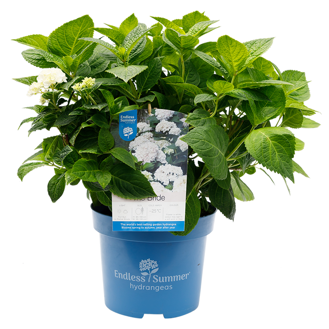 Hydrangea macr. The Bride® - Endless Summer® Collection witte Hortensia