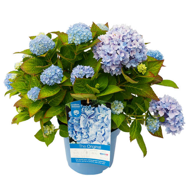 Hydrangea macrophylla 'The Original Blue' - Endless Summer Collection®