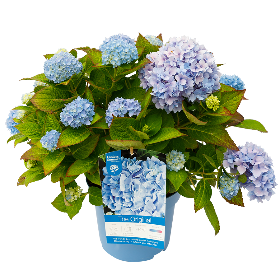 Hydrangea macr. Endless Summer (The Original) Blue