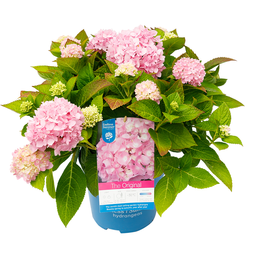 Hydrangea macr. Endless Summer (The Original) Pink Hortensia