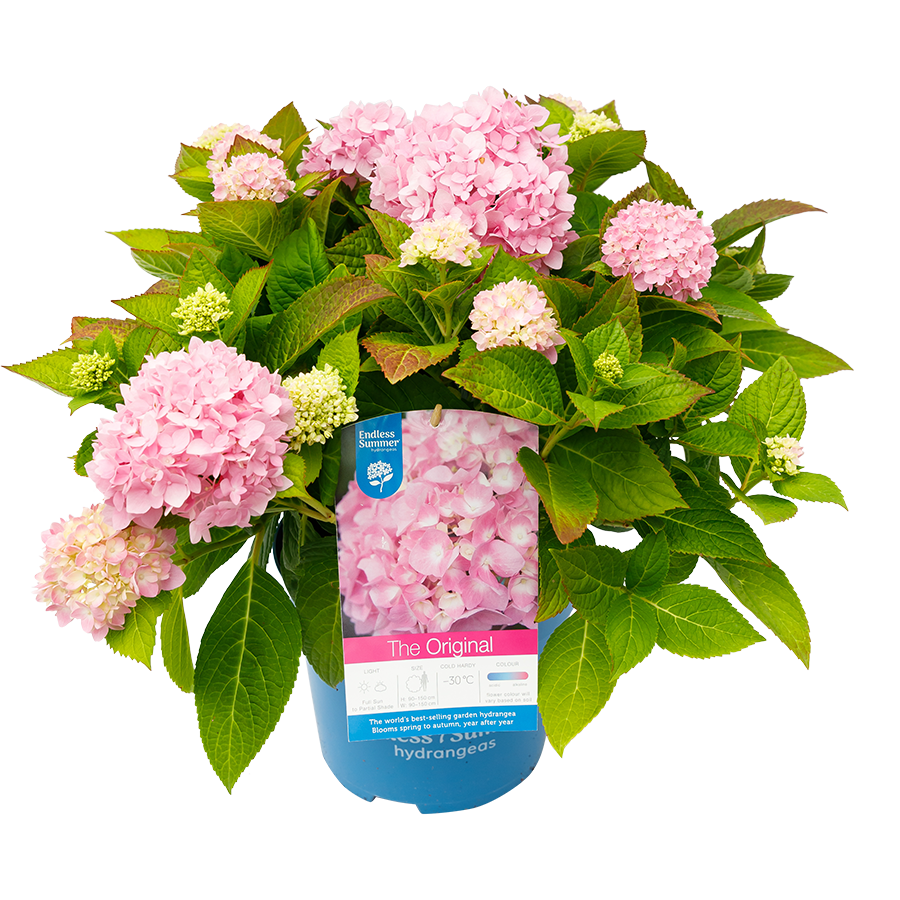 Encore R Hydrangea Hydrangea macr. The Orginal Pink - Endless Summer® Collection ...