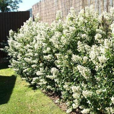 Escallonia 'Iveyi' - Tuinplantenloods