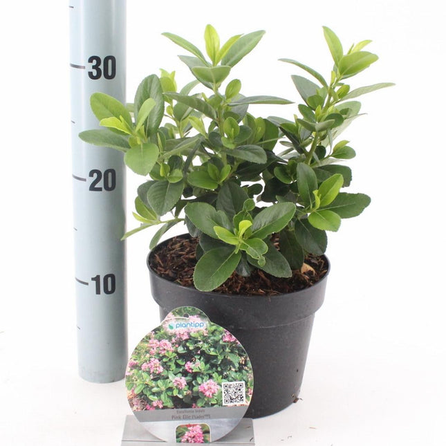 Escallonia laevis Pink Elle