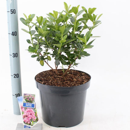 Escallonia laevis Pink Elle