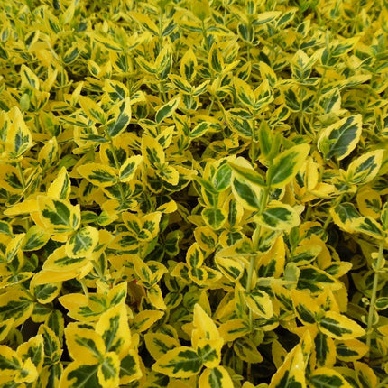 Euonymus fort. Emerald n Gold - Kardinaalsmuts