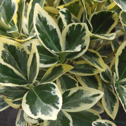 Euonymus japonicus 'Bravo' - Kardinaalsmuts