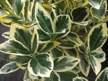 Afbeelding in Gallery-weergave laden, Euonymus japonicus &#39;bravo&#39; -  Japanse Kardinaalshoed
