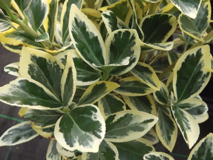 Euonymus japonicus 'bravo' -  Japanse Kardinaalshoed