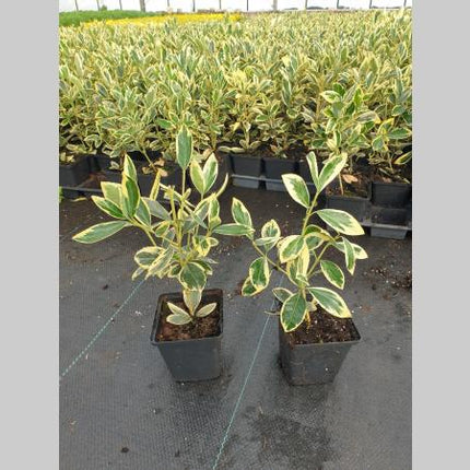 Euonymus japonicus 'Bravo' - Kardinaalsmuts