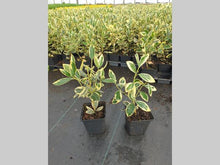 Afbeelding in Gallery-weergave laden, Euonymus japonicus &#39;bravo&#39; -  Japanse Kardinaalshoed

